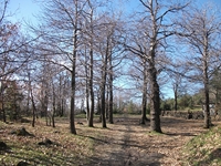 fugio Pianobello04032012 001